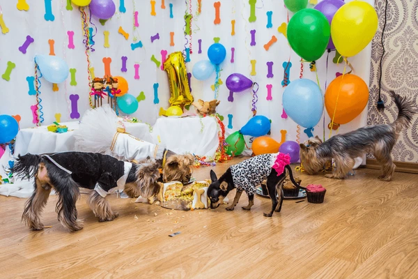 Dogs playing games